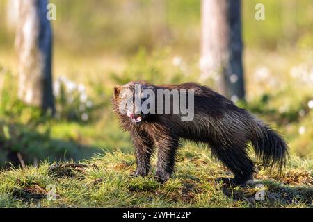 wolverine (Gulo gulo), si trova nella palude ai margini della foresta al mattino presto, Finlandia, Kuhmo Foto Stock