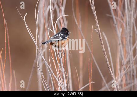 Towhee maculato, Bosque del Apache National Wildlife Refuge, New Mexico, USA Foto Stock