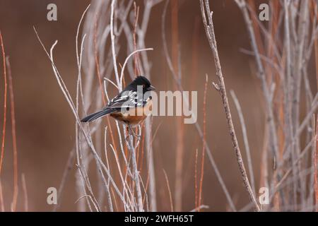 Towhee maculato, Bosque del Apache National Wildlife Refuge, New Mexico, USA Foto Stock