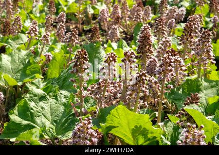 Fiori primaverili viola Bergenia nel giardino del cottage. Piante violette per la progettazione di paesaggi. Pianta erbacea perenne. Foto Stock