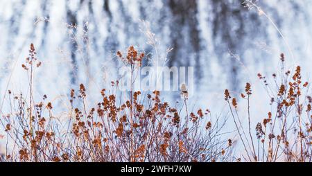 Erba arrugginita asciutta su sfondo sfocato astratto. Messa a fuoco selettiva. Atmosfera autunnale. Banner. Foto Stock