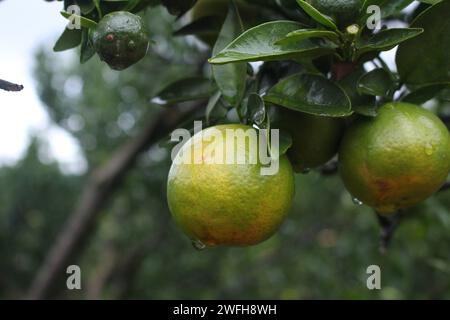 Un primo piano di tangerini su un ramo in mezzo a un temporale Foto Stock