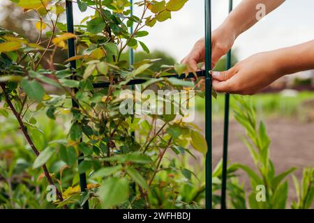 Giardiniere che allestiscono pergola metallica per l'arrampicata sostegno rosa in giardino primaverile. Installazione di tralicci colonnari con vite. Primo piano Foto Stock