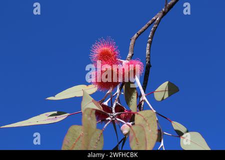 Fiori di eucalipto rosa contro il cielo blu (Eucalyptus caesia), Perth, Australia Foto Stock