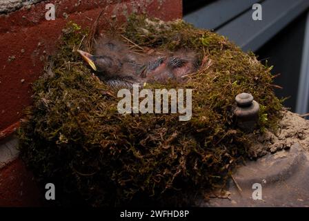 Nido di Eastern Phoebe pulcini di una luce da veranda fuori da una casa Foto Stock
