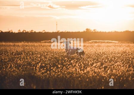 Cane bianco e nero che cammina liberamente nel fiel di campagna mentre dorato dorato Hor tramonto Foto Stock