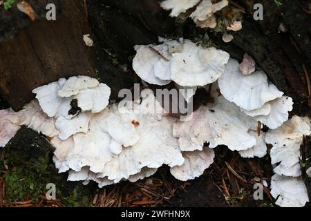 Postia floriformis, un poliporo che cresce su ceppo di abete rosso in Finlandia, senza nome comune inglese Foto Stock