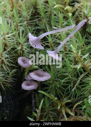 Entoloma rhodocylix, un fungo pinkgill che cresce su ceppo di abete rosso in Finlandia, senza nome inglese comune Foto Stock