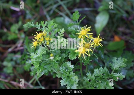 Jacobaea vulgaris, chiamata anche Senecio jacobaea, comunemente nota come ragwort comune, puzzolente willie o tansy ragwort, pianta velenosa selvatica di Finlan Foto Stock