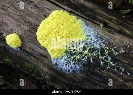 Fuligo septica, comunemente chiamato cane vomito slime stampo, uova strapazzate slime stampo o fiori di tan Foto Stock