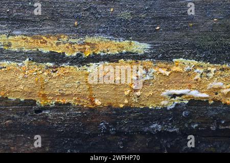 Crustoderma dryinum, un fungo della crosta finlandese, nessun nome comune inglese Foto Stock