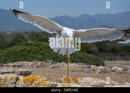 Un gabbiano bianco che sorvola le rovine archeologiche dell'antica città pre-romana di Nora, vicino a Pola, in Sardegna, Italia Foto Stock