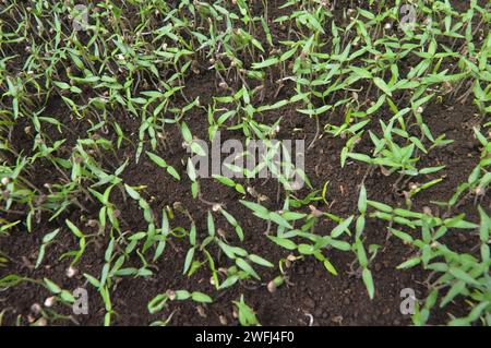 le piantine di peperoncino nuove hanno due foglie e non sono pronte per essere piantate Foto Stock