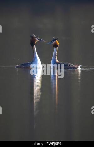 Closeup di una coppia di grebe a collo nero, podiceps nigricollis, in estate tuono di danza corso sulla superficie d'acqua di un lago. Foto Stock