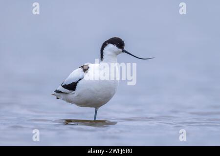 Pied Avocetta Recurvirostra avosetta wader bird pulcino rovistando in acqua Foto Stock