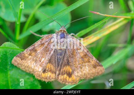 Primo piano di un compagno di burnett, Euclidia glifica, che riposa in erba Foto Stock