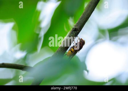 Primo piano di una zonaria di Volucella, il calabrone imita la mosca hoverfly, dando da mangiare al nettare su fiori bianchi Foto Stock