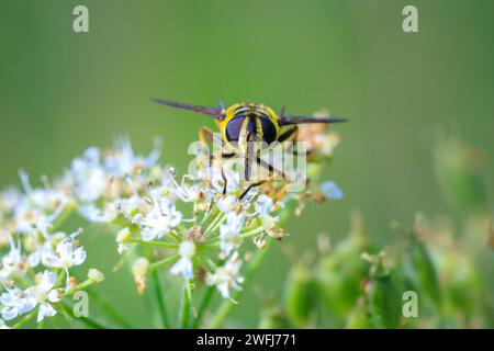 Primo piano dell'hoverfly di Batman, Myathropa florea, che impollina i fiori bianchi. Foto Stock