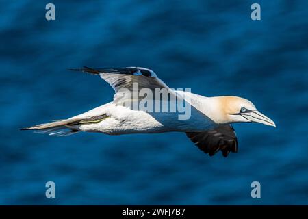 Nisting Gannets, Troup Head, Banff, Scozia Foto Stock