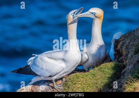 Nisting Gannets, Troup Head, Banff, Scozia Foto Stock