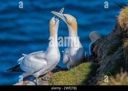 Nisting Gannets, Troup Head, Banff, Scozia Foto Stock