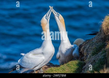 Nisting Gannets, Troup Head, Banff, Scozia Foto Stock