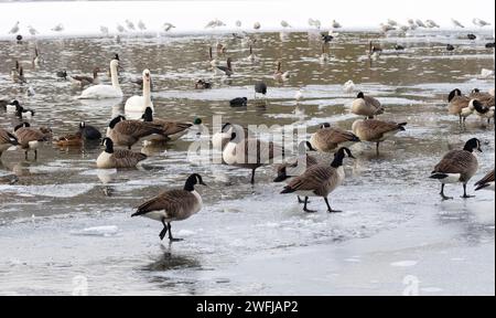 Una miscela di anatre, oche, culle, cigni e gabbiani si radunano intorno a un po' d'acqua aperta quando la maggior parte del mero è ghiacciato. Inverni duri possono essere una d Foto Stock