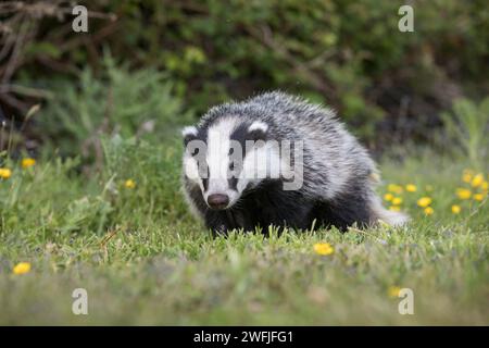 Badger; Meles meles; Cub; Walking; UK Foto Stock