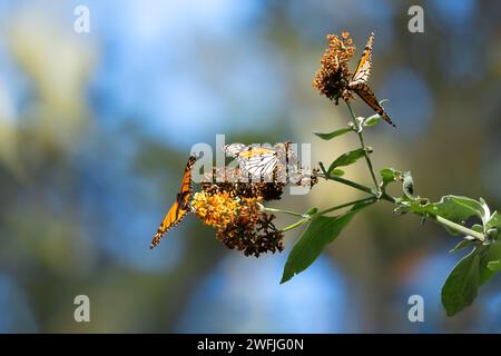 Farfalle monarca che si nutrono di alghe lattiere a Pacific Grove, CA, Foto Stock