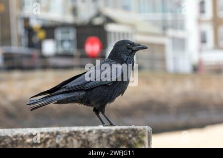 Carrion Crow; Corvus corone; St Ives; Cornovaglia; Regno Unito Foto Stock