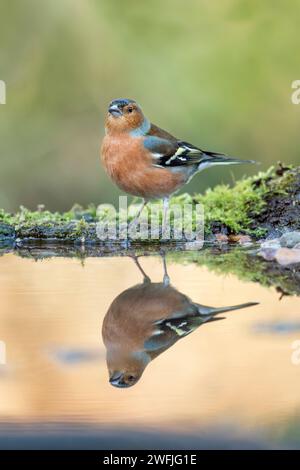 Chaffinch; Fringilla coelebs; maschio; AT Water; Regno Unito Foto Stock