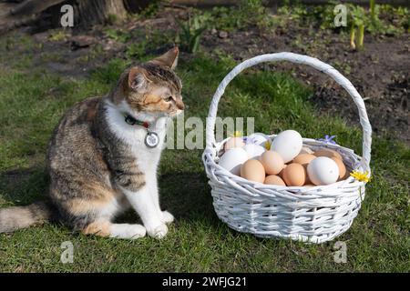 diverse dozzine di uova di pollo appena raccolte in un cestino di vimini sull'erba, un gatto domestico di colore misto si trova nelle vicinanze. Preparazione per Pasqua. Soffice Foto Stock