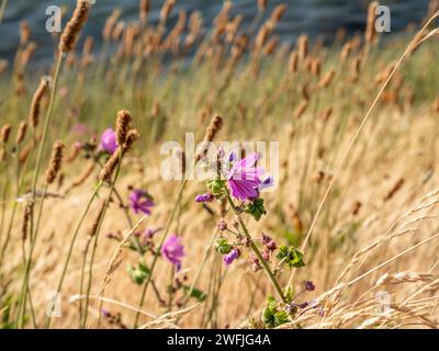 Malva comune, Malva sylvestris, fiorito con fiori viola di malva che crescono in prato, Paesi Bassi Foto Stock