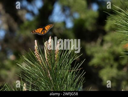 Monarch Butterfly flying over pine tree. Monarch Butterfly Sanctuary, Pacific Grove, California, USA. Bokeh, blurred background. Foto Stock