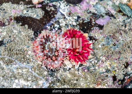 Dahlia Anemone; Urticina felina; Rock Pool; Regno Unito Foto Stock