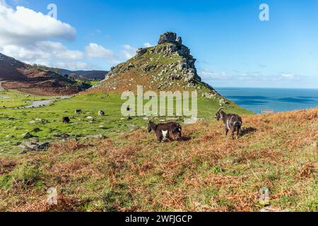 Valley of the Rocks; Feral Goats; Devon; UK Foto Stock