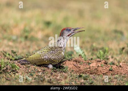 Picchio verde; Picus viridis; giovane maschio; Regno Unito Foto Stock