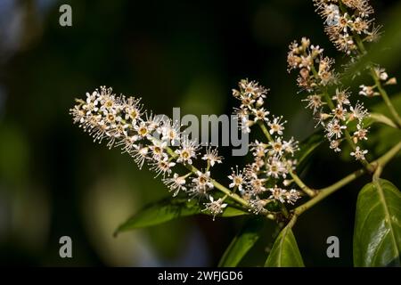 Cherry Laurel; Prunus laurocerasus; Flowers; UK Foto Stock