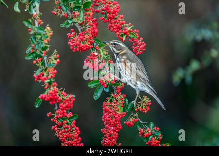 Redwing; Turdus iliacus; su Pyracantha; UK Foto Stock