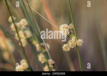 Round Headed Club Rush; Scirpoides holoschoenus; Regno Unito Foto Stock