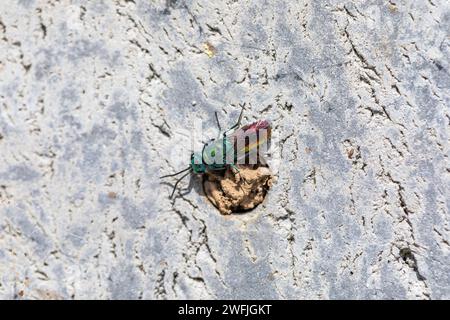 Wasp con coda di rubino; Chrysis ignita; UK Foto Stock