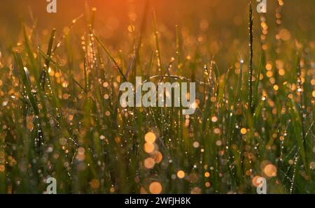 Sfondo naturale dall'erba con gocce di rugiada al tramonto. Gocce d'acqua dopo la pioggia sull'erba illuminate dai raggi del sole. Foto Stock