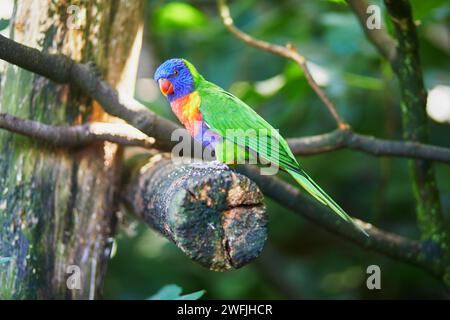 Pappagallo lorikeet arcobaleno seduto su un ramo del pappagallo dello zoo o del parco safari Foto Stock