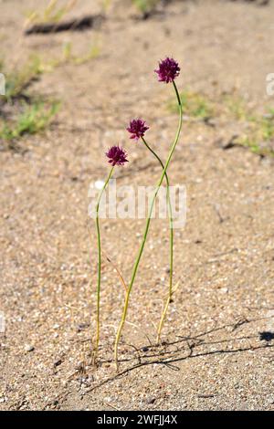 Il porro di sabbia o rocambole (Allium scorodoprasum) è un'erba perenne originaria dell'Eurasia. Questa foto è stata scattata in una spiaggia di Cap Ras, provincia di Girona, Catalon Foto Stock