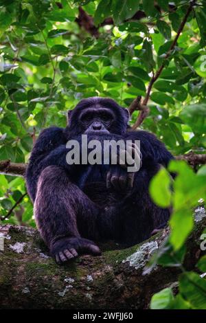 Un Chimpanzee maschio seduto su un ramo d'albero con le braccia incrociate - Ugand Foto Stock