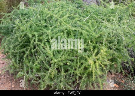 L'Esparraguera amarguera o esparraguera blanca (Asparagus albus) è un arbusto originario del bacino del Mediterraneo occidentale e delle Isole Canarie. Questa foto era ta Foto Stock