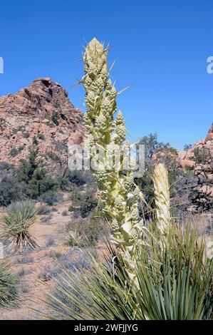 Parry nolina (Nolina parryi) è una plnat perenne originaria degli Stati Uniti sudoccidentali e della Baja California (Messico). Dettaglio di infiorescenza. Questa foto è stata scattata Foto Stock