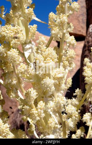 Parry nolina (Nolina parryi) è una pianta perenne originaria degli Stati Uniti sudoccidentali e della Baja California (Messico). Dettaglio di infiorescenza. Questa foto è stata scattata Foto Stock