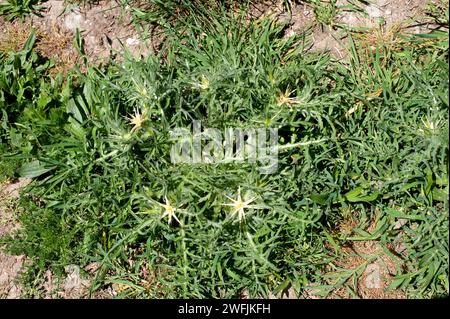 Il tistle stella viola o il tistle stella rossa (Centaurea calcitrapa) è un'erba annuale o biennale originaria del bacino mediterraneo e dell'Europa centrale. Foto Stock