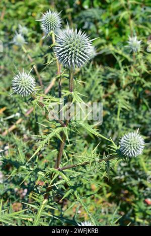 Echinops spinosissimus è un'erba perenne originaria dell'Europa sudorientale, dell'Africa settentrionale e dell'Asia occidentale. Pianta fiorente. Foto Stock